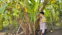 Bhabinkamtibmas Desa Kurungrejo Bripka Heri Subianto melakukan pemantauan tanaman pisang