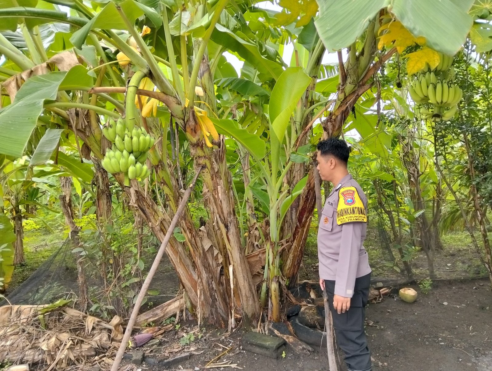 Bhabinkamtibmas Desa Kurungrejo Bripka Heri Subianto melakukan pemantauan tanaman pisang