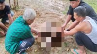Kepala Desa Usul sembelih kambing kurban dari PT Tambang (Foto : Teguh,NewsTujuh)
