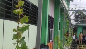 SMPN 1 Panggul kembangkan kebun anggur edukatif sebagai gerakan penghijauan sekolah (Foto : Bayu,NewsTujuh)