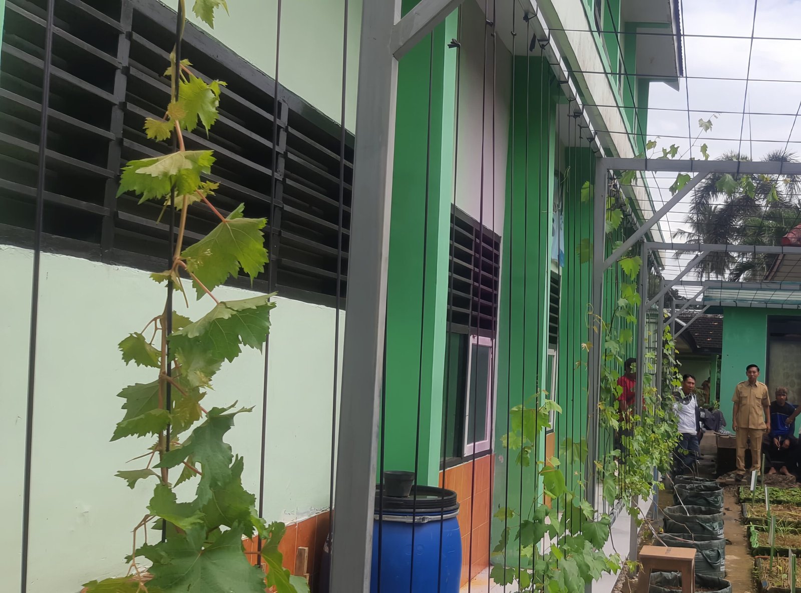 SMPN 1 Panggul kembangkan kebun anggur edukatif sebagai gerakan penghijauan sekolah (Foto : Bayu,NewsTujuh)
