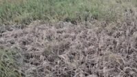 Serangan Hama Wereng Coklat Ancam Panen Petani Kecamatan Durenan