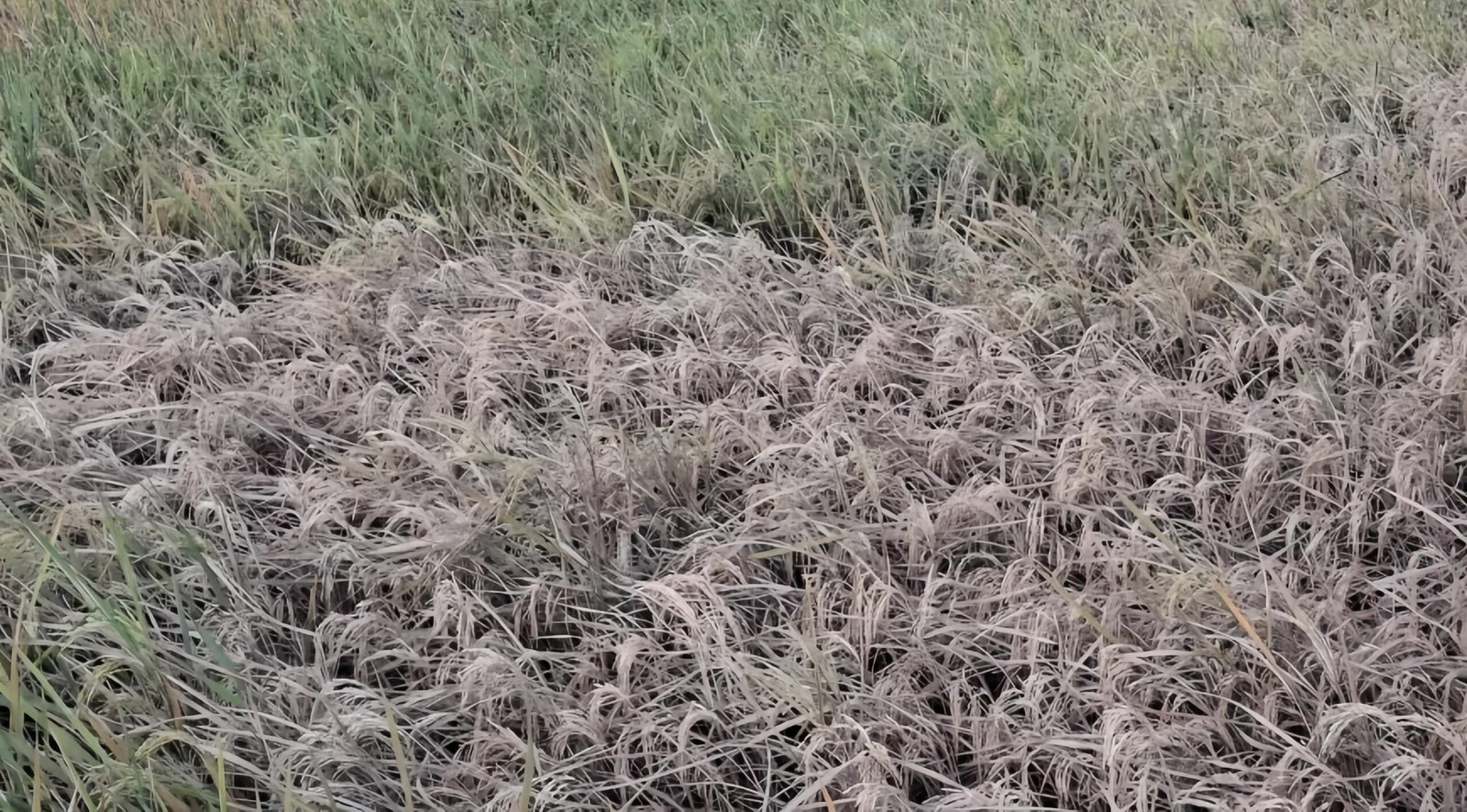 Serangan Hama Wereng Coklat Ancam Panen Petani Kecamatan Durenan