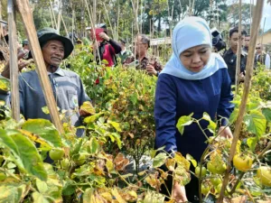 Harga Tomat Anjlok Rp2.000/Kg, Khofifah Borong 1,3 Ton di Madiun untuk Selamatkan Petani 1 Harga Tomat Anjlok Rp2.000/Kg, Khofifah Borong 1,3 Ton di Madiun untuk Selamatkan Petani