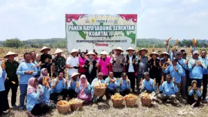Forkopimda Boyolali Gelar Panen Raya Jagung Serentak 11 Forkopimda Boyolali Gelar Panen Raya Jagung Serentak