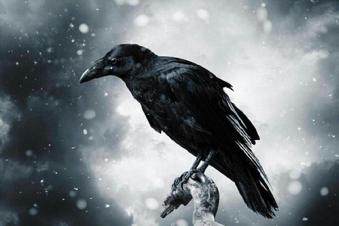 Misteri Pesugihan Sate Gagak , Ini Kata Peneliti Budaya Jawa  2 Burung Gagak newstujuh