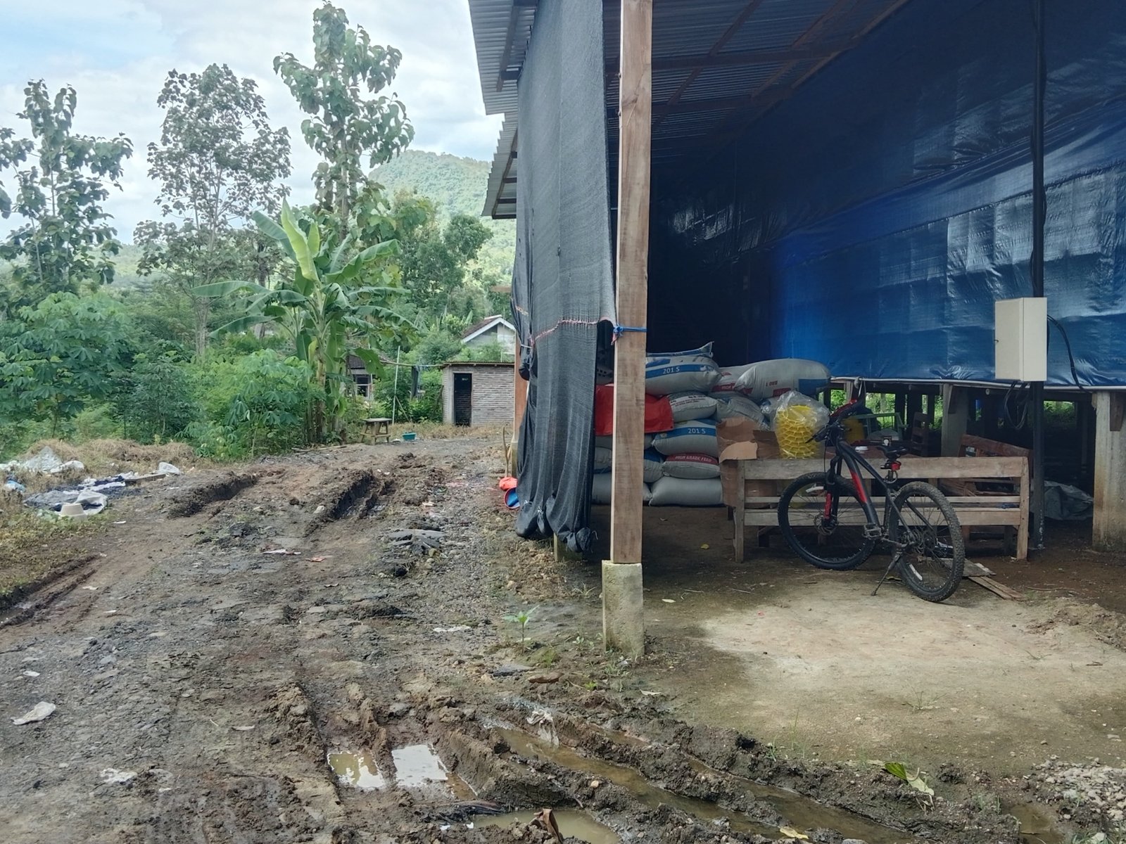 Kandang Ayam Dekat Pemukiman di Trenggalek Dikeluhkan Warga, Pemilik Beri Penjelasan 1 Kandang ayam