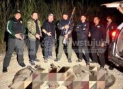 Babi hutan