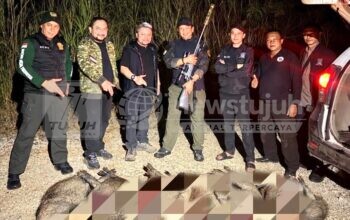 Babi hutan