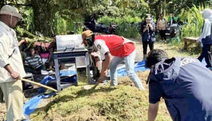 Tim Ekspedisi Patriot UNAIR Berdayakan Peternak Prafi, Ajarkan Olah Pelepah Sawit jadi Pakan Mandiri